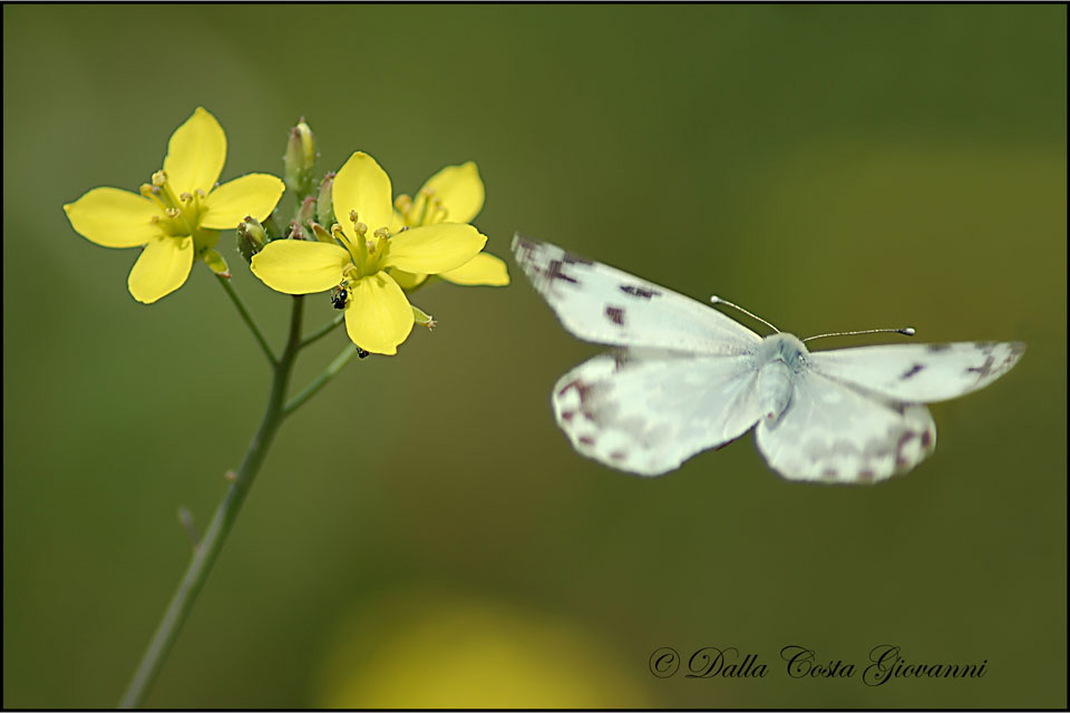 Pontia edusa in deposizione